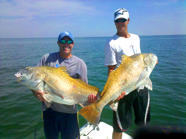 Florid  Black Drum