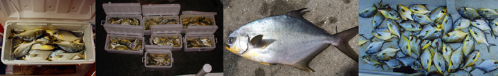 Florida pompano