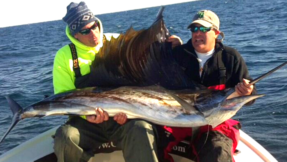 Florida Sailfish