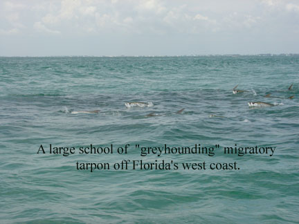 tarpon greyhoounding