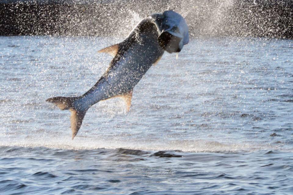 Giant tarpon jumping in Boca Grande