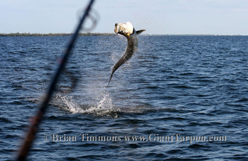 tarpon fisihng guide